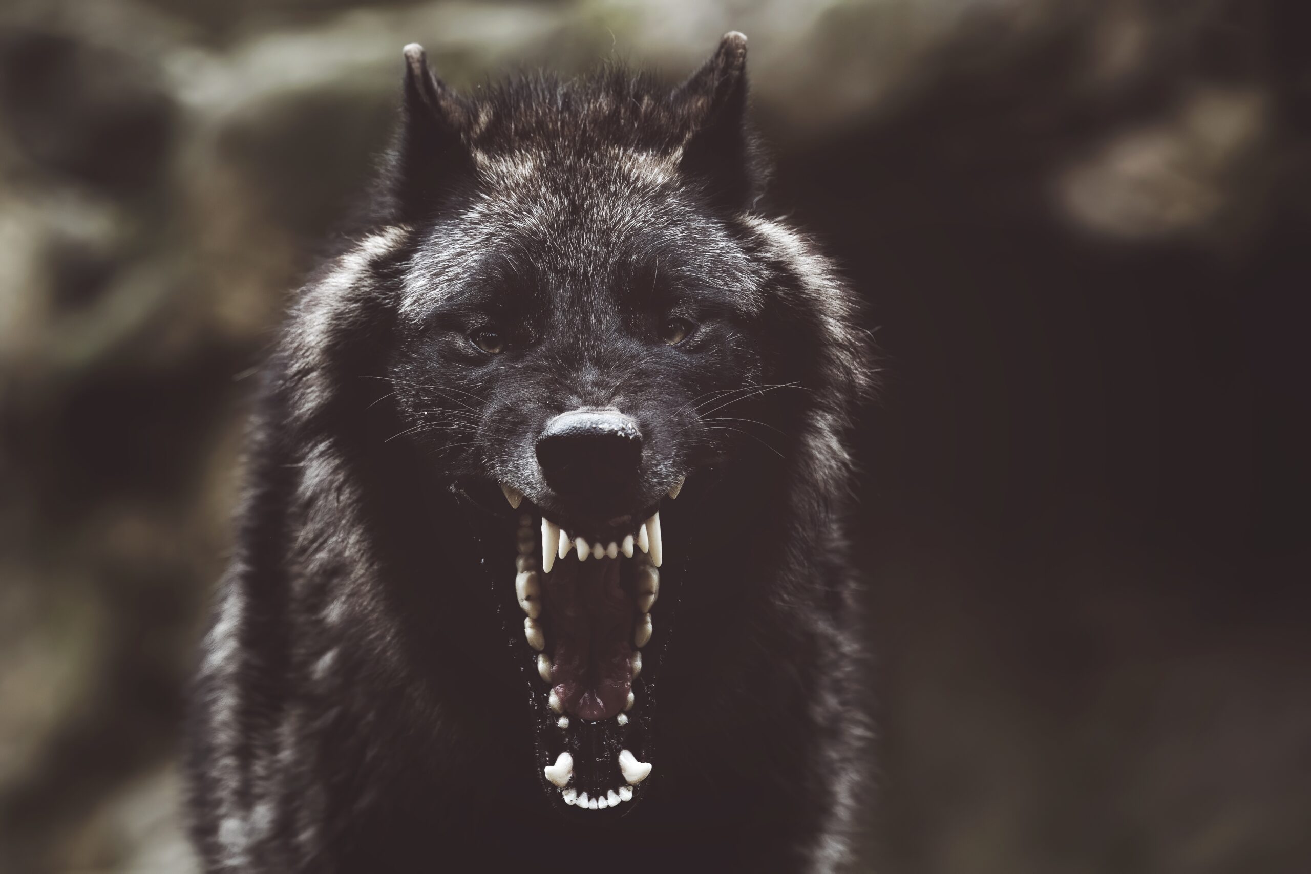 Snarling black alpha wolf looking right at the viewer. Alpha Thread Co. uses a wolf to symbolize the dominant, alpha mindset.